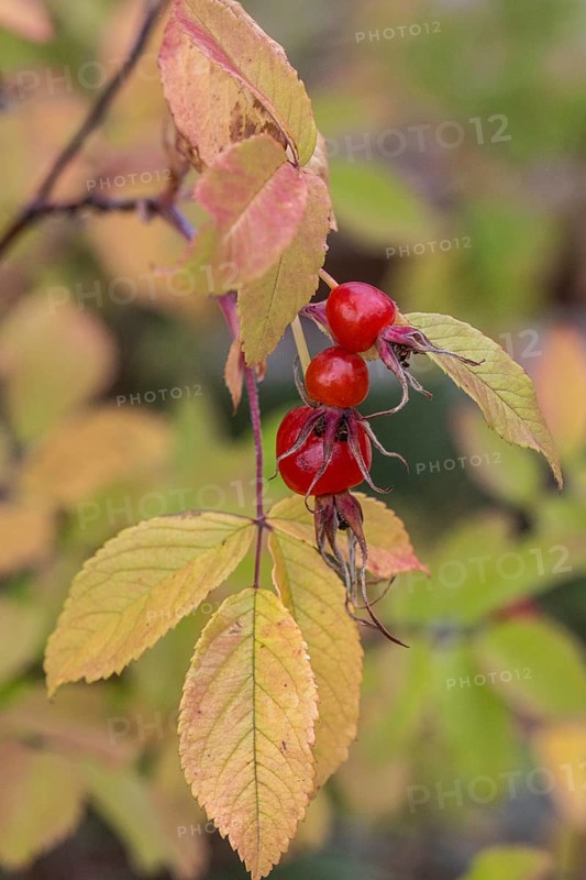 Needle rose (Rosa acicularis), rose hips, autumn leaves, Alaska, USA