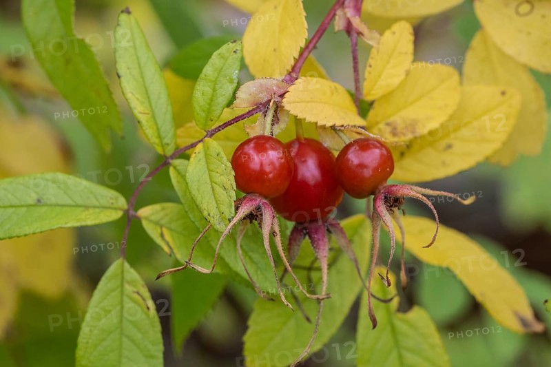 Needle rose (Rosa acicularis), rose hips, autumn leaves, Alaska, USA