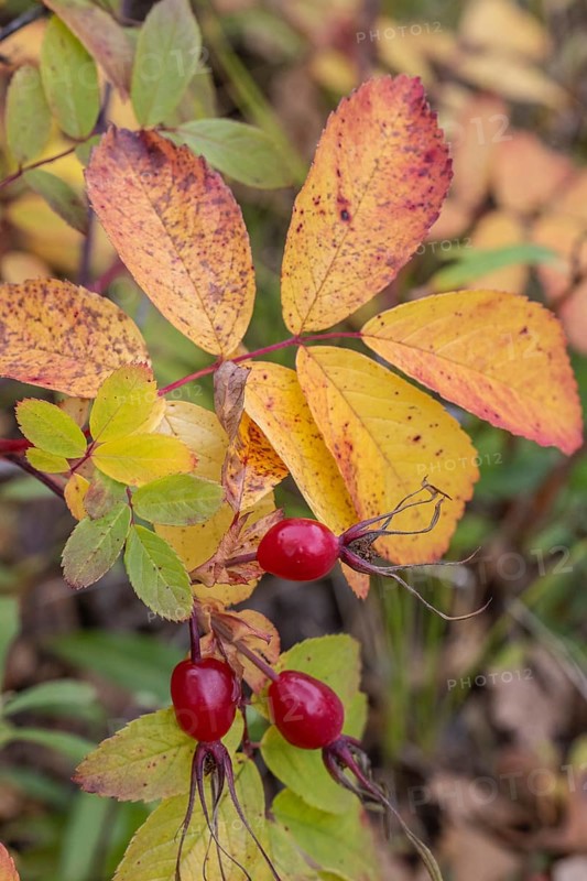 Needle rose (Rosa acicularis), rose hips, autumn leaves, Alaska, USA