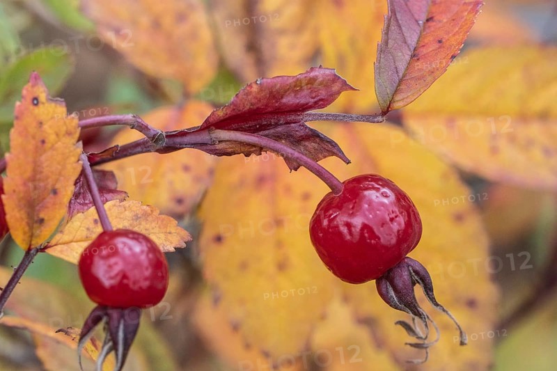 Needle rose (Rosa acicularis), rose hips, autumn leaves, Alaska, USA