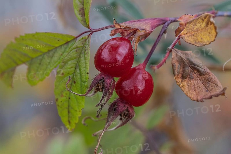 Needle rose (Rosa acicularis), rose hips, autumn leaves, Alaska, USA