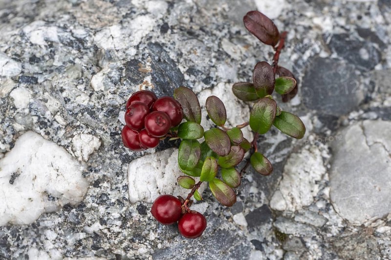 Lingonberry (Vaccinium vitis-idaea), fruit, Alaska, USA