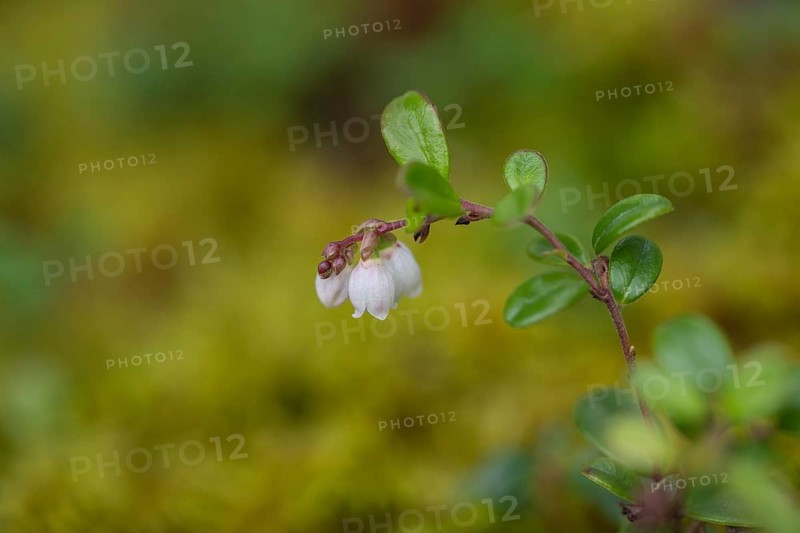 Lingonberry (Vaccinium vitis-idaea), flower, Alaska, USA