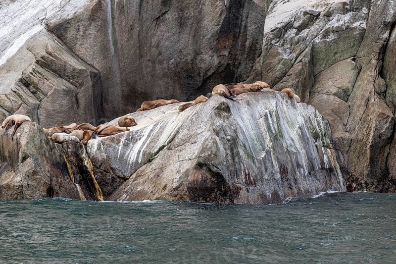 Steller sea lions (Eumetopias jubatus), Glacier Bay, Alaska, USA