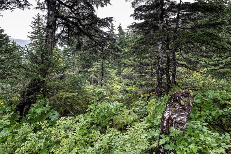 Sitka spruce (Picea sitchensis) covered with lichens and mosses, Juneau, Alaska, USA