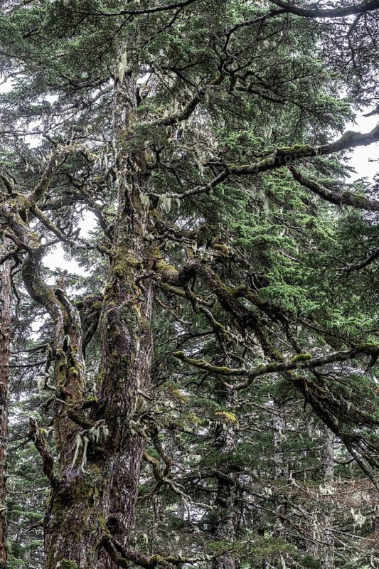 Sitka spruce (Picea sitchensis) covered with lichens and mosses, Juneau, Alaska, USA