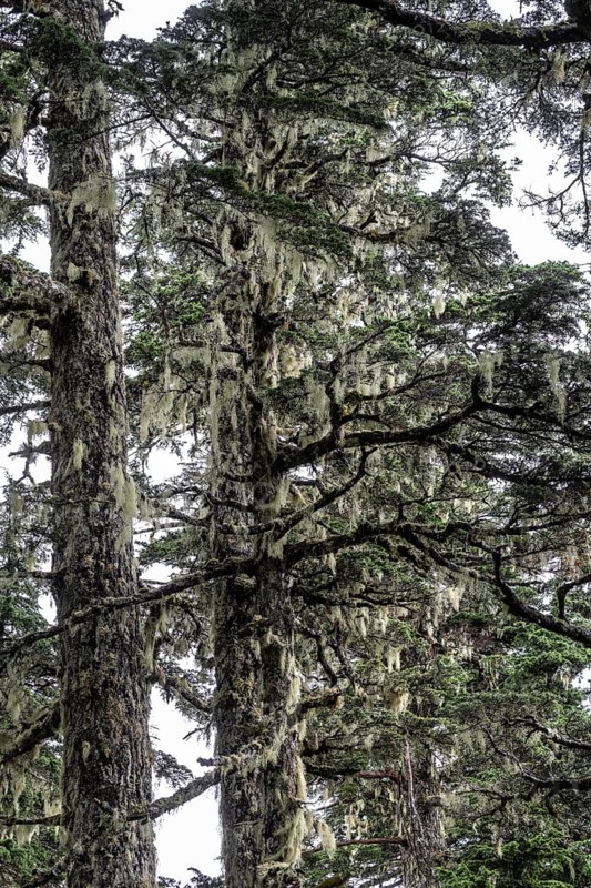 Sitka spruce (Picea sitchensis) covered with lichens and mosses, Juneau, Alaska, USA