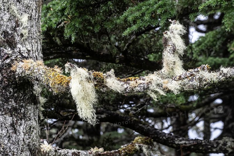 Sitka spruce (Picea sitchensis) covered with lichens and mosses, Juneau, Alaska, USA