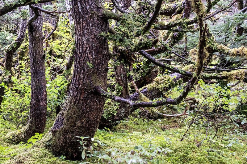 Sitka spruce (Picea sitchensis) covered with lichens and mosses, Juneau, Alaska, USA