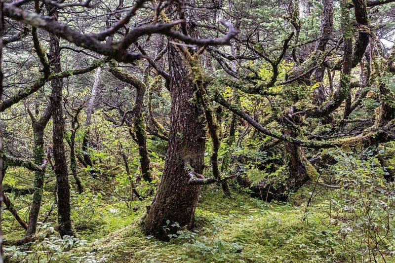 Sitka spruce (Picea sitchensis) covered with lichens and mosses, Juneau, Alaska, USA