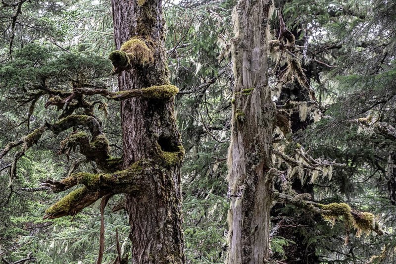 Sitka spruce (Picea sitchensis) covered with lichens and mosses, Juneau, Alaska, USA