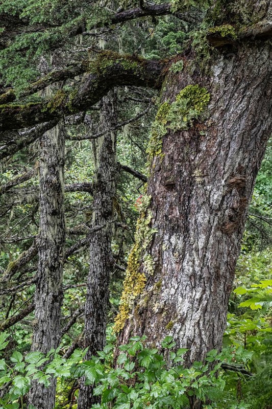 Sitka spruce (Picea sitchensis) covered with lichens and mosses, Juneau, Alaska, USA