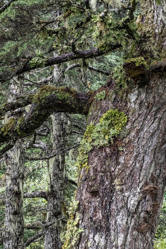 Sitka spruce (Picea sitchensis) covered with lichens and mosses, Juneau, Alaska, USA