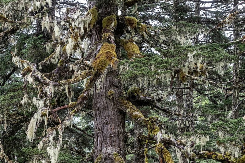 Sitka spruce (Picea sitchensis) covered with lichens and mosses, Juneau, Alaska, USA