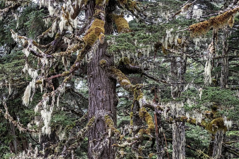 Sitka spruce (Picea sitchensis) covered with lichens and mosses, Juneau, Alaska, USA