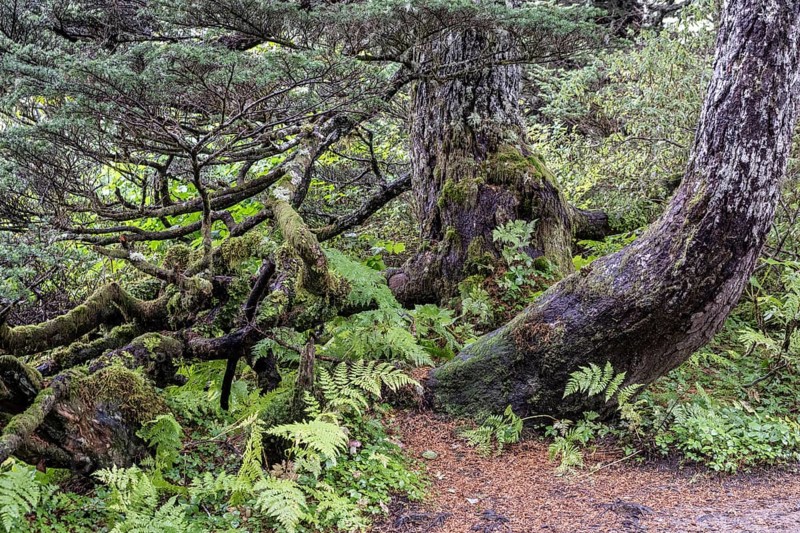 Sitka spruce (Picea sitchensis) covered with lichens and mosses, Juneau, Alaska, USA