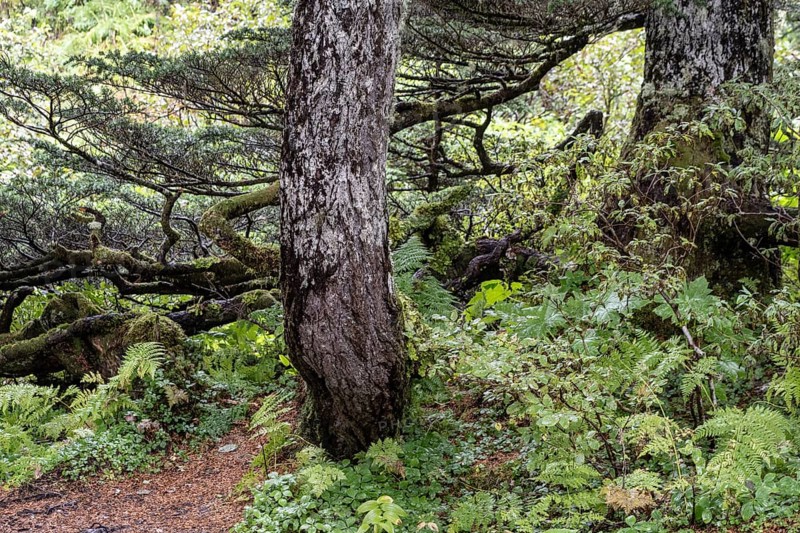 Sitka spruce (Picea sitchensis) covered with lichens and mosses, Juneau, Alaska, USA