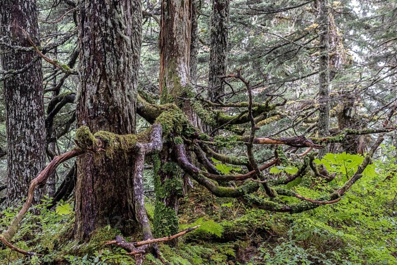 Sitka spruce (Picea sitchensis) covered with lichens and mosses, Juneau, Alaska, USA