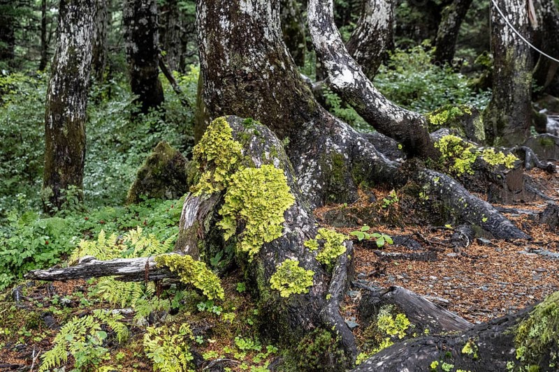 Sitka spruce (Picea sitchensis) covered with lichens and mosses, Juneau, Alaska, USA