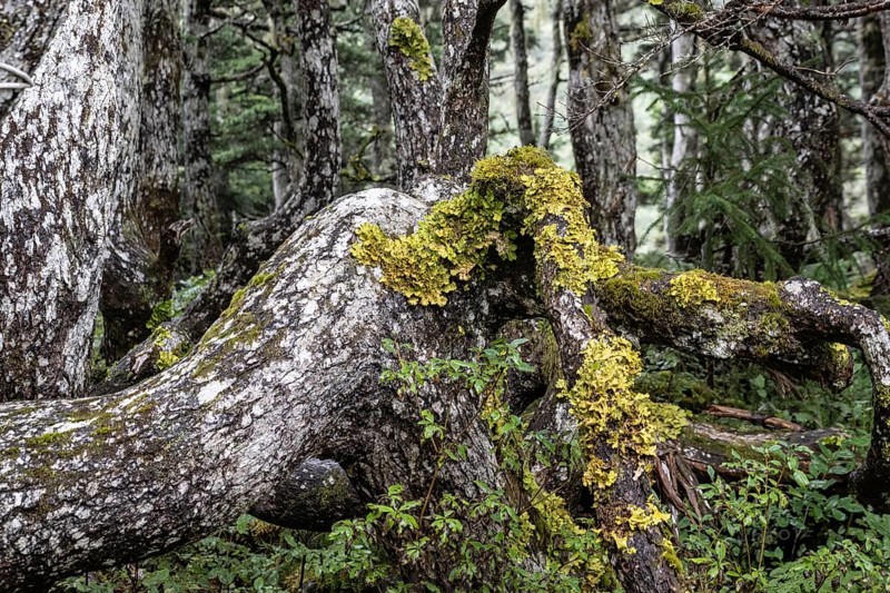 Sitka spruce (Picea sitchensis) covered with lichens and mosses, Juneau, Alaska, USA