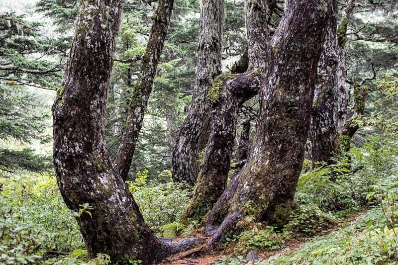 Sitka spruce (Picea sitchensis) covered with lichens and mosses, Juneau, Alaska, USA