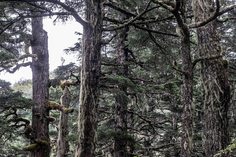 Sitka spruce (Picea sitchensis) covered with lichens and mosses, Juneau, Alaska, USA