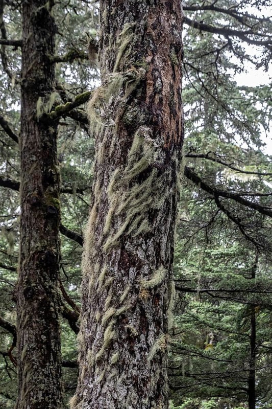 Sitka spruce (Picea sitchensis) covered with lichens and mosses, Juneau, Alaska, USA