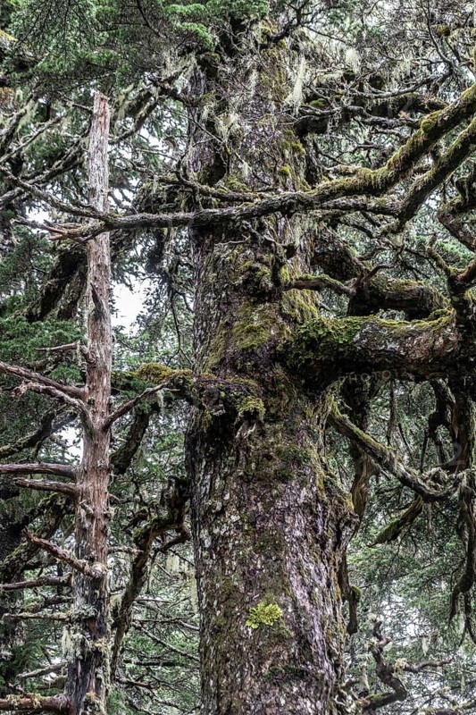 Sitka spruce (Picea sitchensis) covered with lichens and mosses, Juneau, Alaska, USA