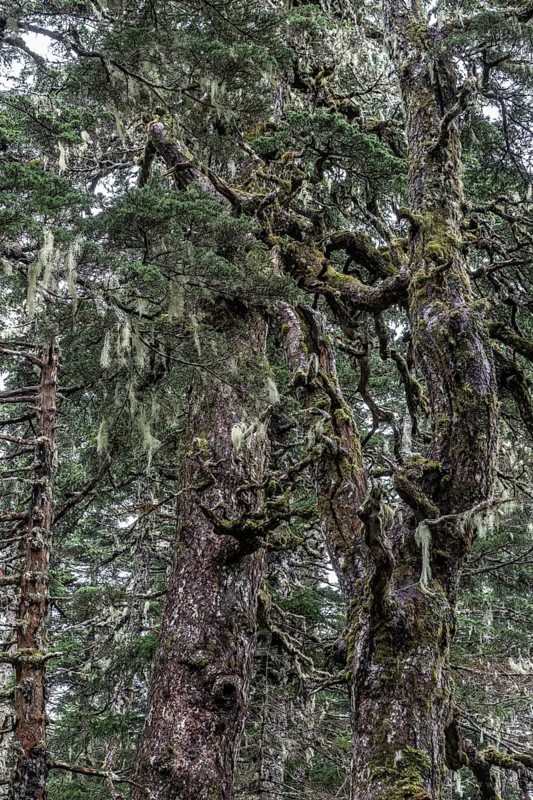 Sitka spruce (Picea sitchensis) covered with lichens and mosses, Juneau, Alaska, USA