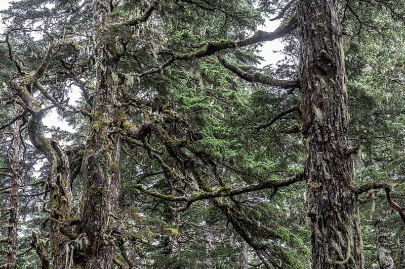 Sitka spruce (Picea sitchensis) covered with lichens and mosses, Juneau, Alaska, USA