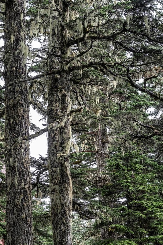 Sitka spruce (Picea sitchensis) covered with lichens and mosses, Juneau, Alaska, USA