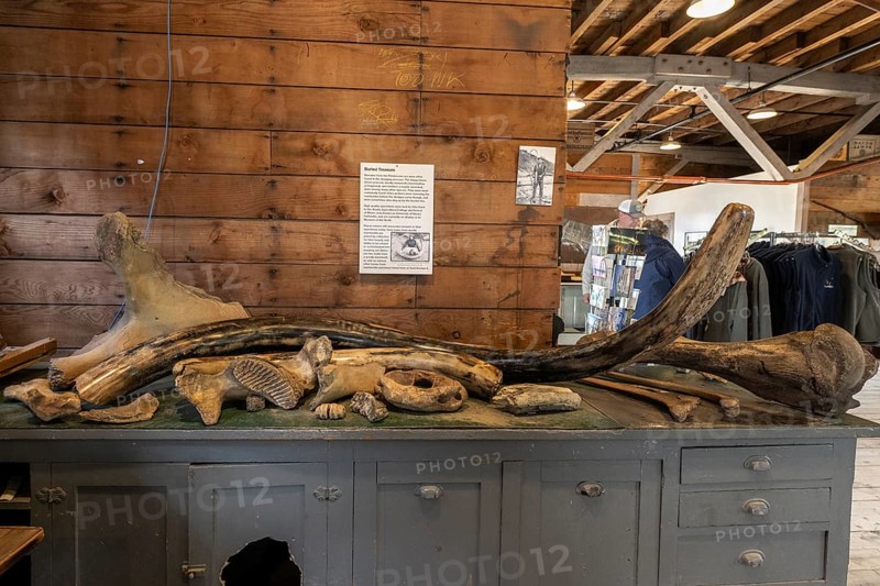 Mammoth bone (Mammuthus) and tusk, Fairbanks, Alaska, USA