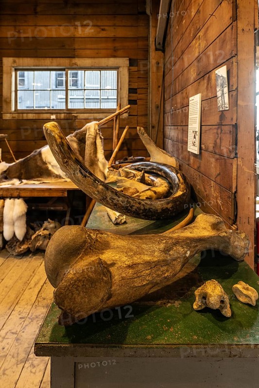 Mammoth bone (Mammuthus) and tusk, Fairbanks, Alaska, USA