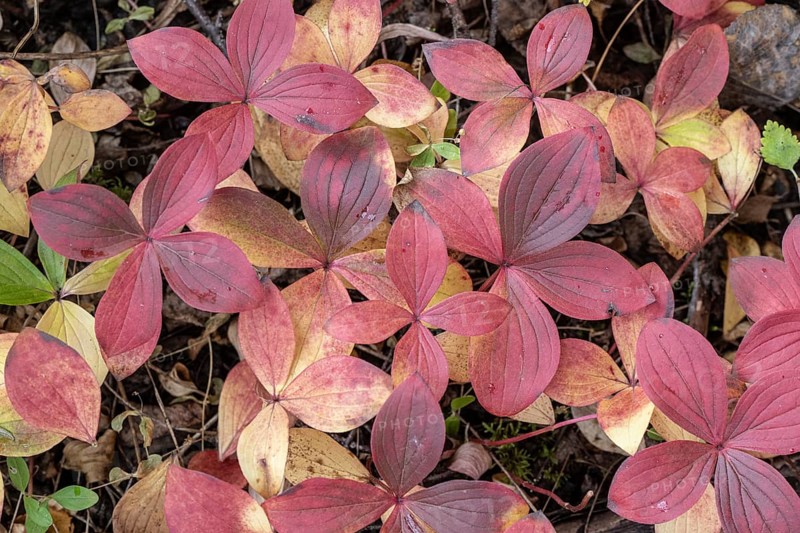 Canadian dogwood (Cornus canadensis) in autumn foliage, Alaska, USA