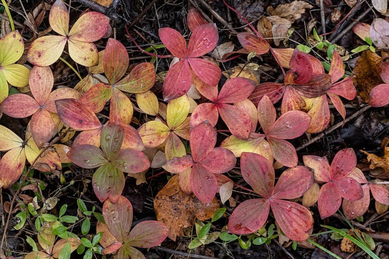 Canadian dogwood (Cornus canadensis) in autumn foliage, Alaska, USA