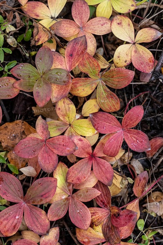 Canadian dogwood (Cornus canadensis) in autumn foliage, Alaska, USA