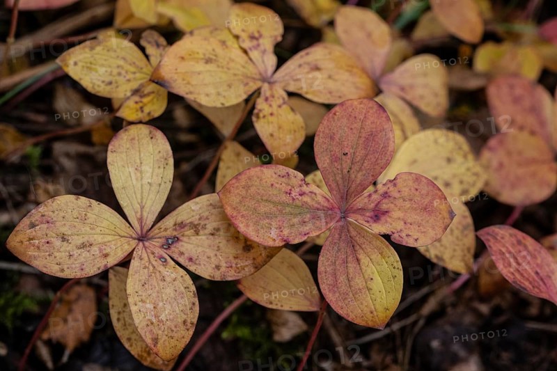 Canadian dogwood (Cornus canadensis) in autumn foliage, Alaska, USA