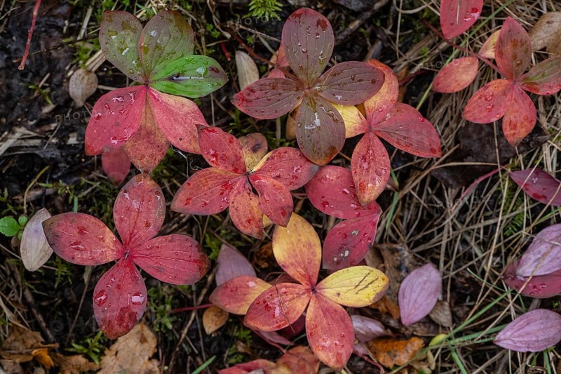 Canadian dogwood (Cornus canadensis) in autumn foliage, Alaska, USA