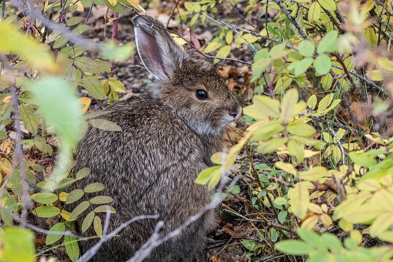 Snowshoe hare (Lepus americanus), Alaska, USA