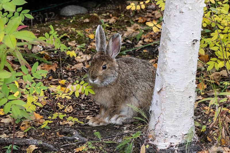 Snowshoe hare (Lepus americanus), Alaska, USA