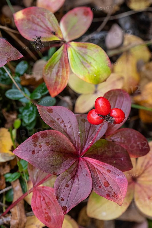 Canadian dogwood (Cornus canadensis) in autumn foliage, Alaska, USA