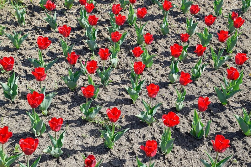 Red flowers of tulips on a flower bed. Krasnodar, Russia