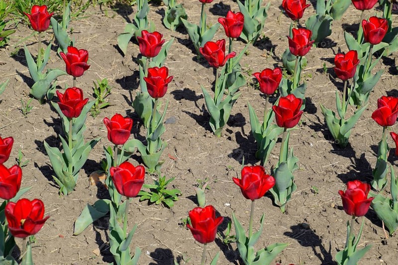 Red flowers of tulips on a flower bed. Krasnodar, Russia