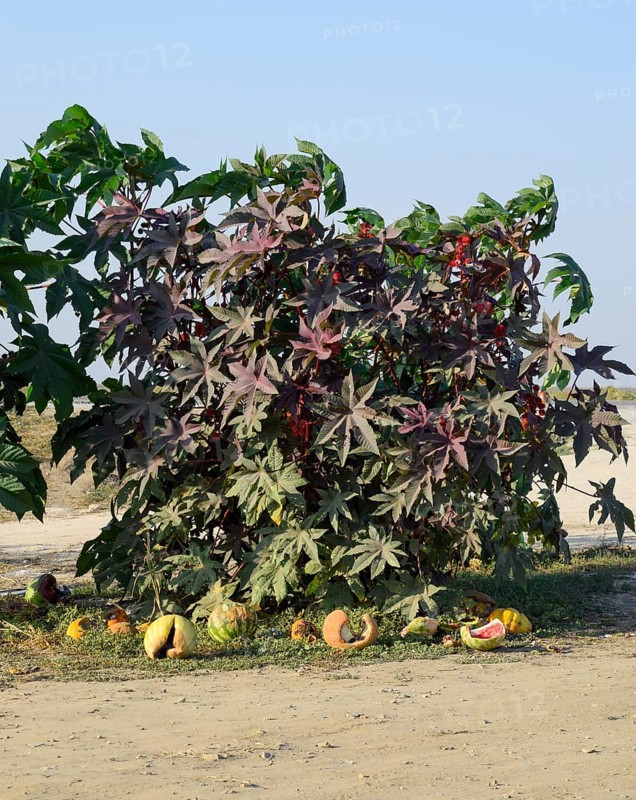 Large bushes of Ricinus. A plant from which castor oil is made. Atyrau, Kazakhstan