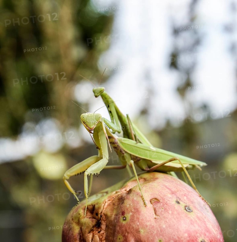 Mantis on a red background. Mating mantises. Mantis insect predator