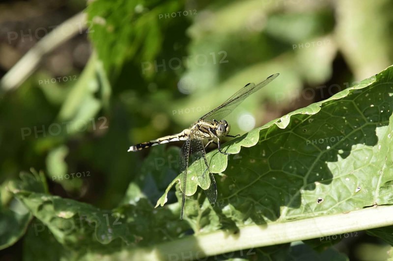 Dragonfly on a leaf of horseradish. Insect predators