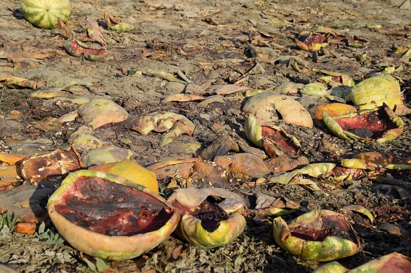 Heaps of rotting watermelons. Peel of melon. Atyrau, Kazakhstan