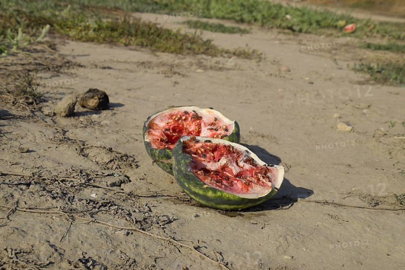 Split in two an old rotten watermelon. RAtyrau, Kazakhstan