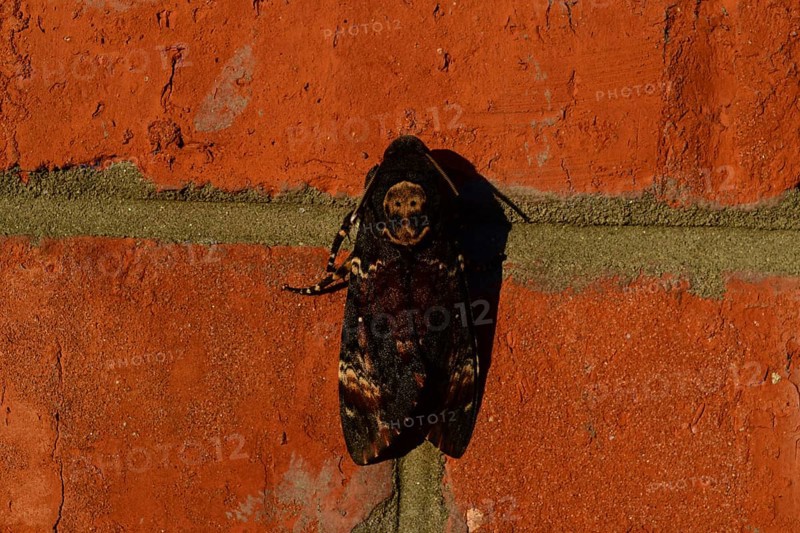 Dead head. The large massive butterfly belonging to family of brazhnik. Atyrau, Kazakhstan