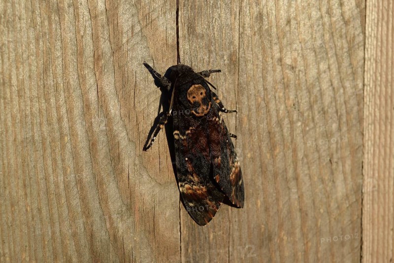 Dead head. The large massive butterfly belonging to family of brazhnik. Atyrau, Kazakhstan